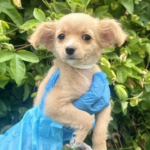 A baby small-sized female Miniature Poodle dog named Sherbet for adoption in Walnut Creek, CA
