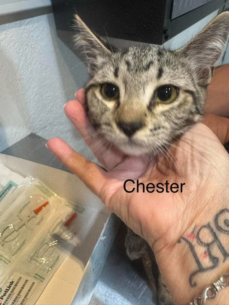 A young small-sized male Tabby cat named Chester for adoption in Saint George, UT