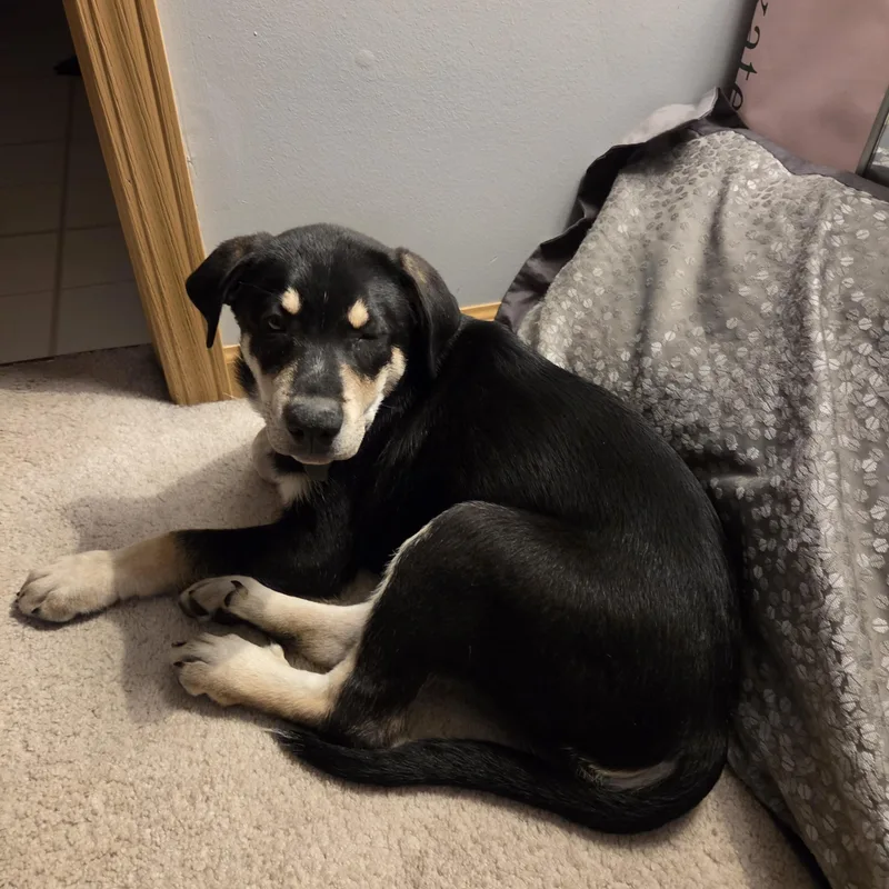 A baby large-sized male Black Mixed Breed dog named Orchid for adoption in LEMONT, IL