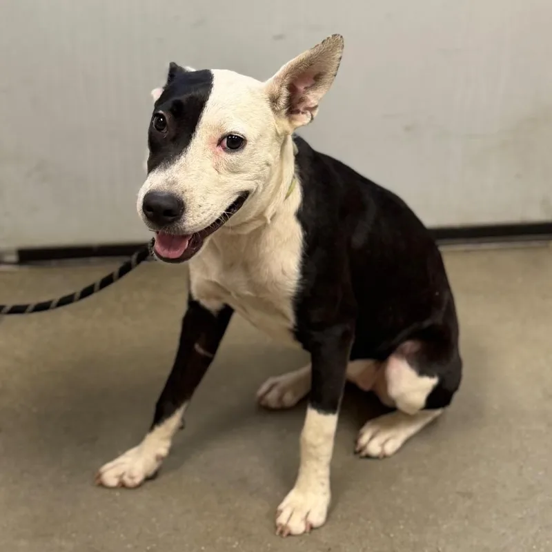 A young medium-sized female Black Terrier dog named Karma for adoption in Marshall, TX