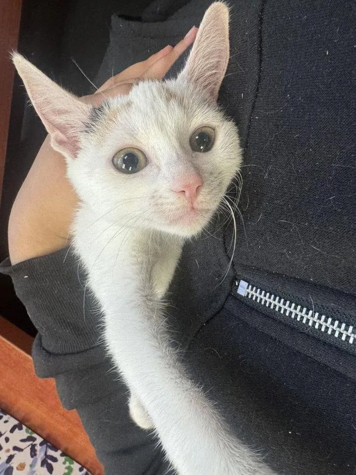 A young small-sized female Domestic Short Hair cat named Callista for adoption in Hilton Head Island, SC