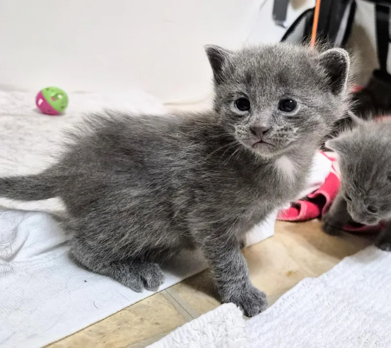 A baby small-sized male Gray & White American Shorthair cat named Smokey for adoption in Waverly, IA