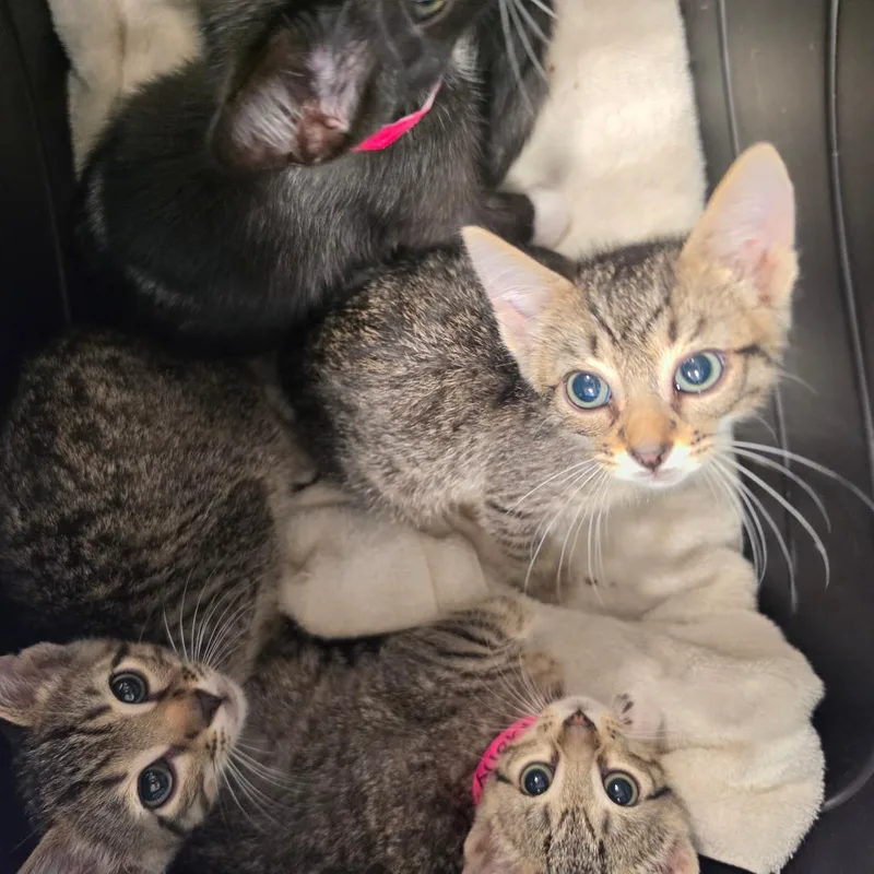 A baby small-sized female Brown / Chocolate Domestic Short Hair cat named Molly for adoption in Melrose, FL