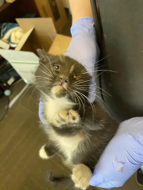 A baby small-sized male Domestic Short Hair cat named A for adoption in West Valley City, UT