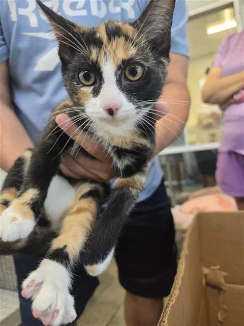 A baby small-sized female Domestic Short Hair cat named Trixie for adoption in San Antonio, TX