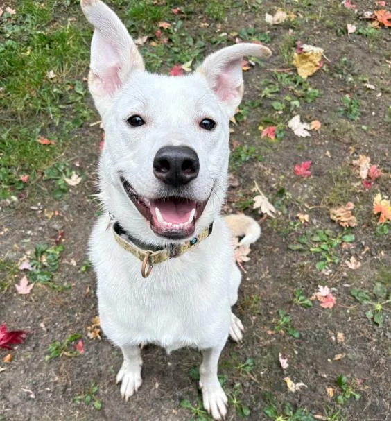 An adult large-sized male Labrador Retriever dog named Byron for adoption in Brooklyn Center, MN