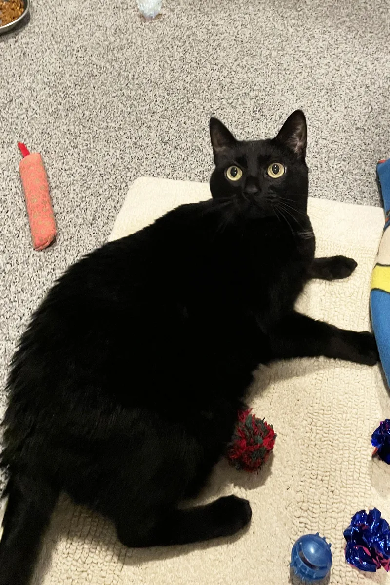 An adult medium-sized female Black Domestic Short Hair cat named Bear for adoption in Lincoln, NE