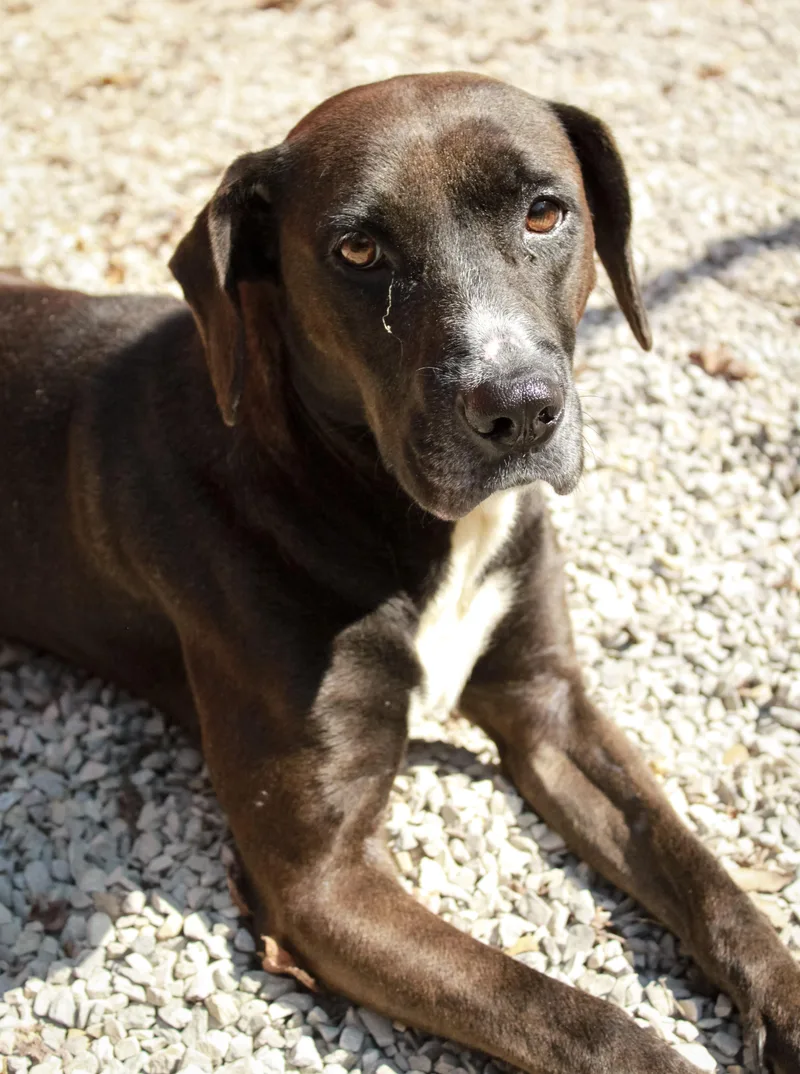 An adult medium-sized female Hound dog named Juniper for adoption in Ona, WV