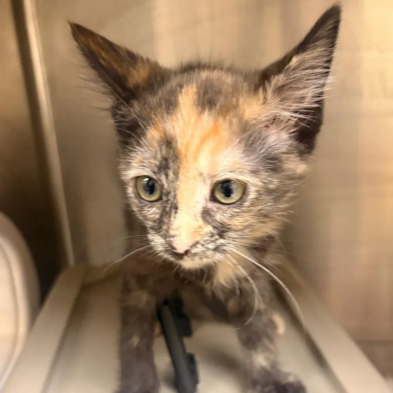 A baby small-sized female Black Domestic Short Hair cat named Dr. Pepper for adoption in Winston-Salem, NC