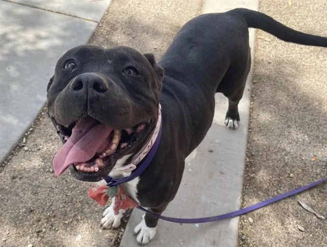 An adult large-sized female Pit Bull Terrier dog named Shadow for adoption in Phoenix, AZ