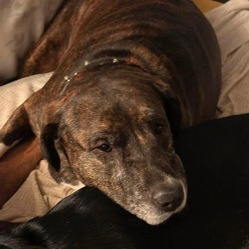 An adult large-sized female Brindle Terrier dog named Jillian for adoption in Springfield, MO