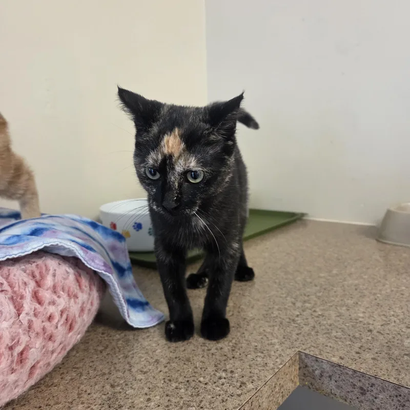 A baby medium-sized female Tortoiseshell cat named Hazel for adoption in West Branch, MI