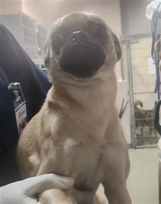 An adult small-sized female Mixed Breed dog named Ali for adoption in Santa Fe, NM