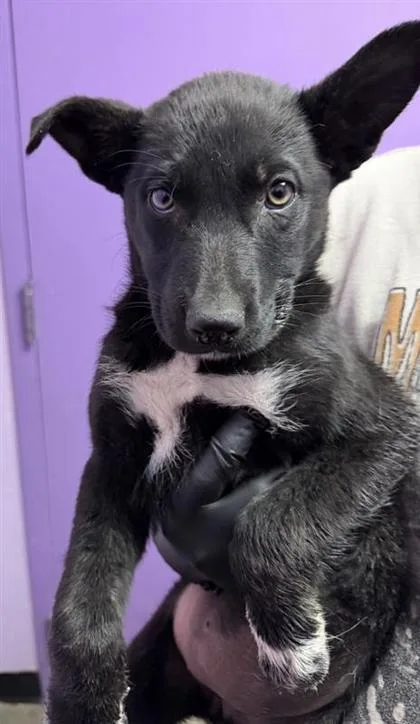 A baby small-sized female Black Shepherd dog named 60844905 for adoption in El Paso, TX
