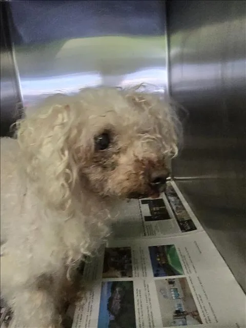 A senior small-sized female Poodle dog named Frosty for adoption in Los Angeles, CA