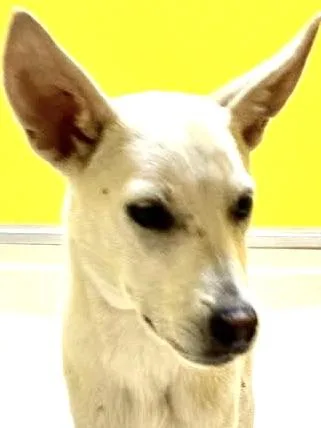 A baby small-sized male Husky dog named Ren for adoption in San Luis, CO