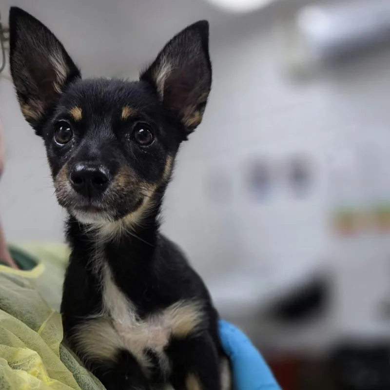 A baby small-sized female Black Chihuahua dog named Mauvelous for adoption in Incline Village, NV