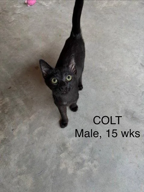A baby medium-sized male Black Domestic Short Hair cat named Colt for adoption in Herndon, VA