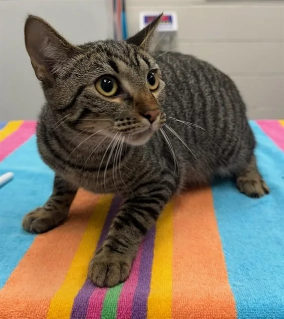 A young small-sized female Domestic Short Hair cat named Opehlia Starfall for adoption in Peoria, IL