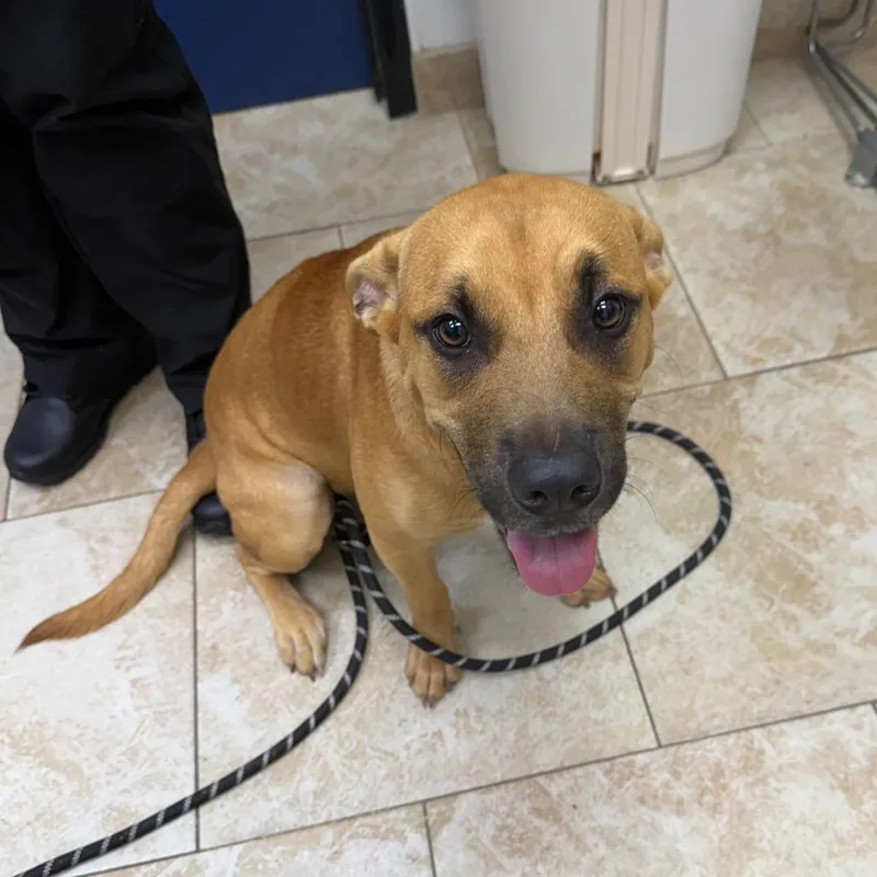 A young medium-sized female Mixed Breed dog named Jammy for adoption in Galveston, TX