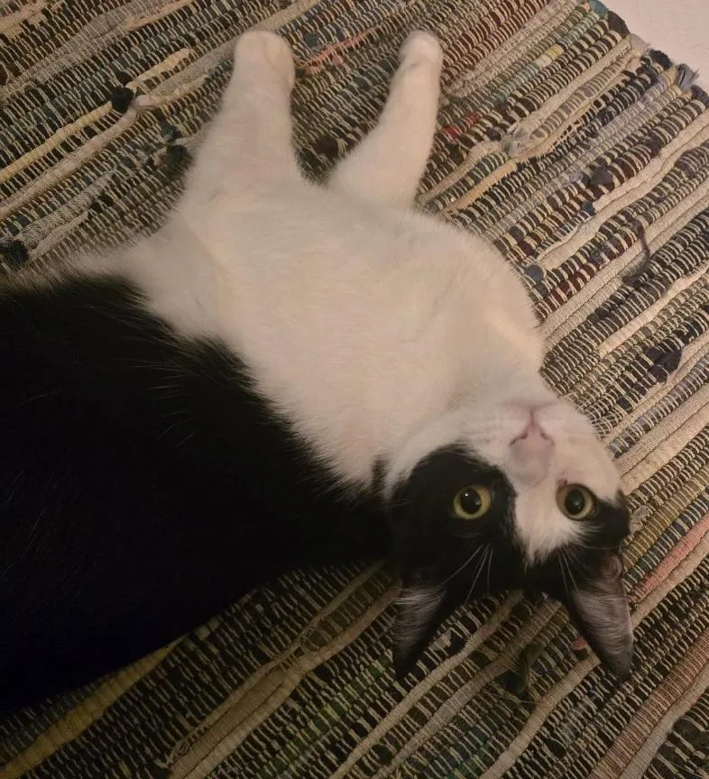 An adult medium-sized female Black & White / Tuxedo Domestic Short Hair cat named Harley Quinn for adoption in Grove City, OH
