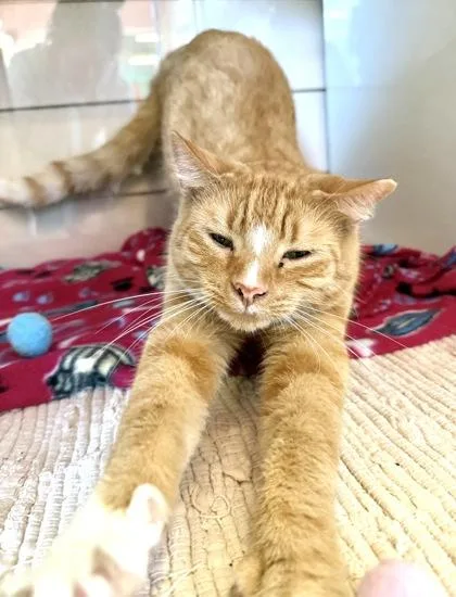 A young medium-sized male Orange & White Domestic Short Hair cat named Ron for adoption in Fernandina Beach, FL