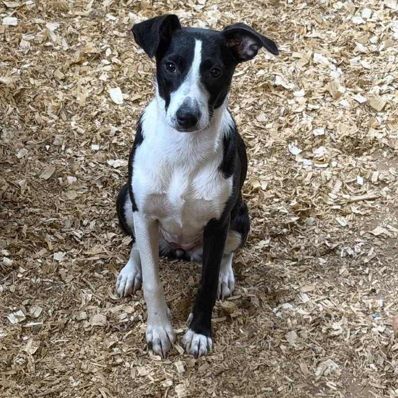 A young medium-sized female Labrador Retriever dog named Dolly for adoption in Anderson, TX