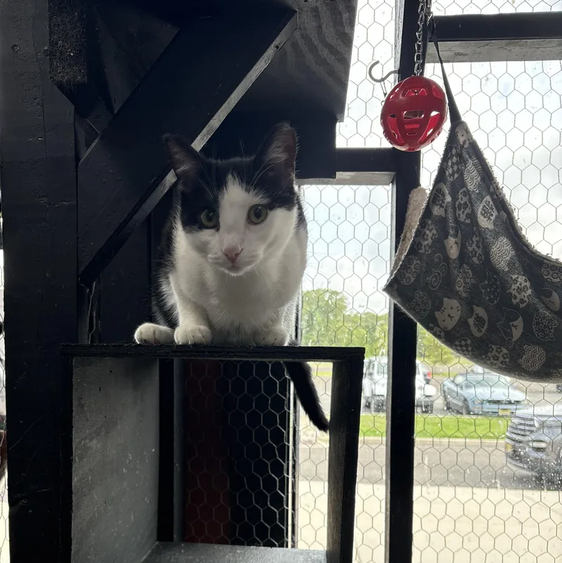 A baby small-sized male Tuxedo cat named Buck for adoption in Galloway, NJ