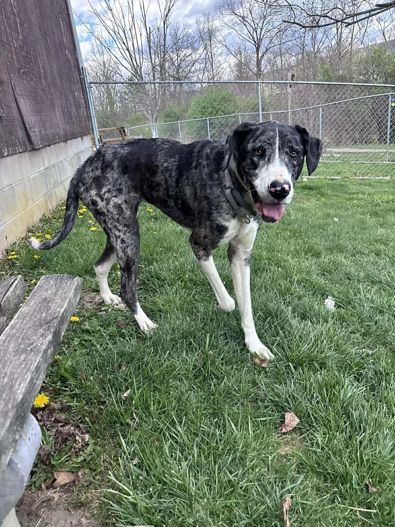 An adult large-sized female Great Dane dog named Cosette for adoption in Altoona, PA
