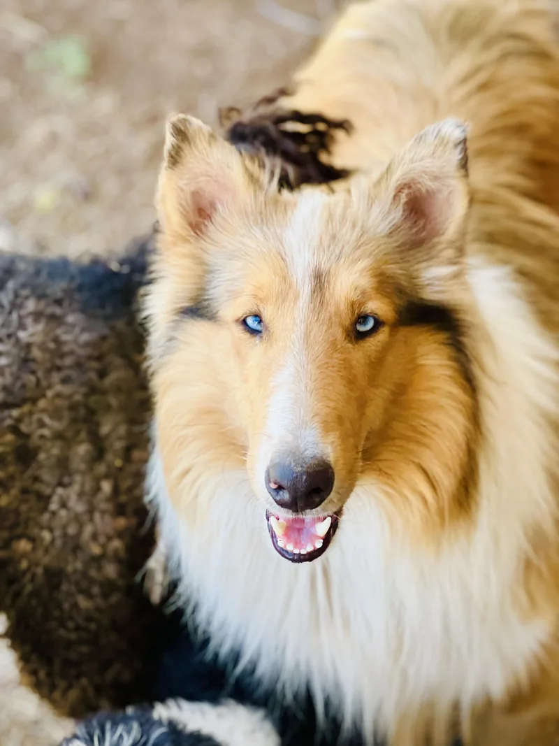 An adult large-sized male Red / Chestnut / Orange Collie dog named Wesley for adoption in Dallas , TX