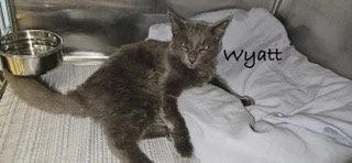 A young medium-sized male Russian Blue cat named Wyatt for adoption in Oakland Park, FL