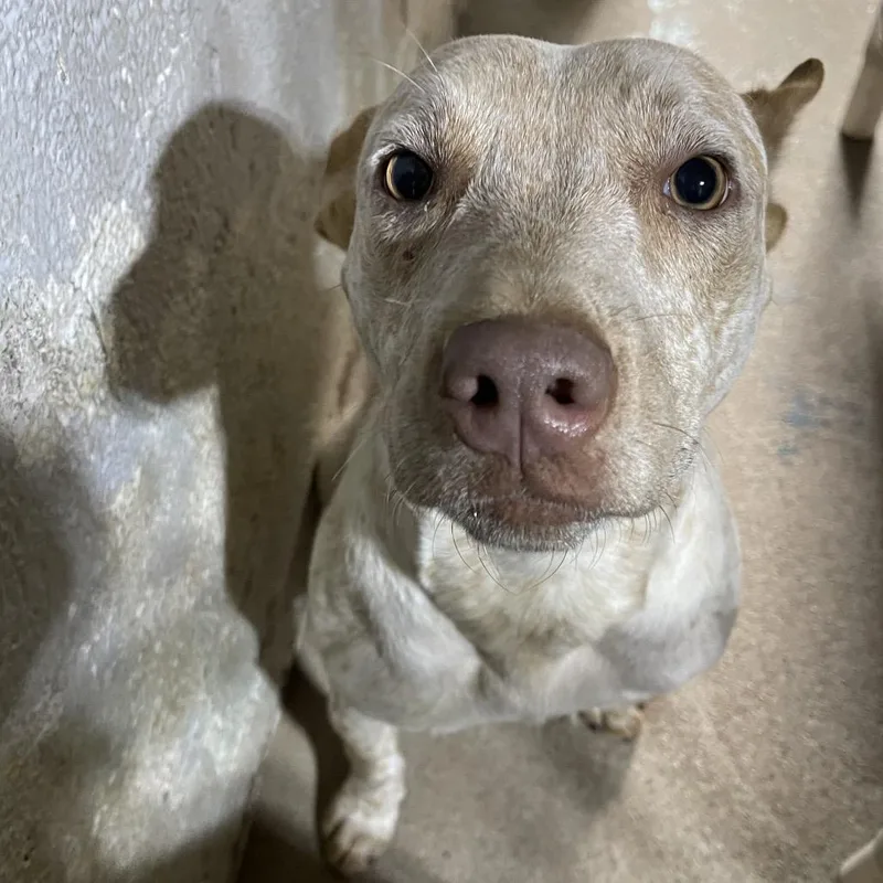 A young small-sized female Red / Chestnut / Orange Cattle Dog dog named Ginger Snap for adoption in Casa Grande, AZ