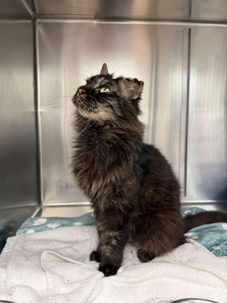 An adult large-sized male Tabby (Brown / Chocolate) Domestic Long Hair cat named Vesper for adoption in Miami Beach, FL