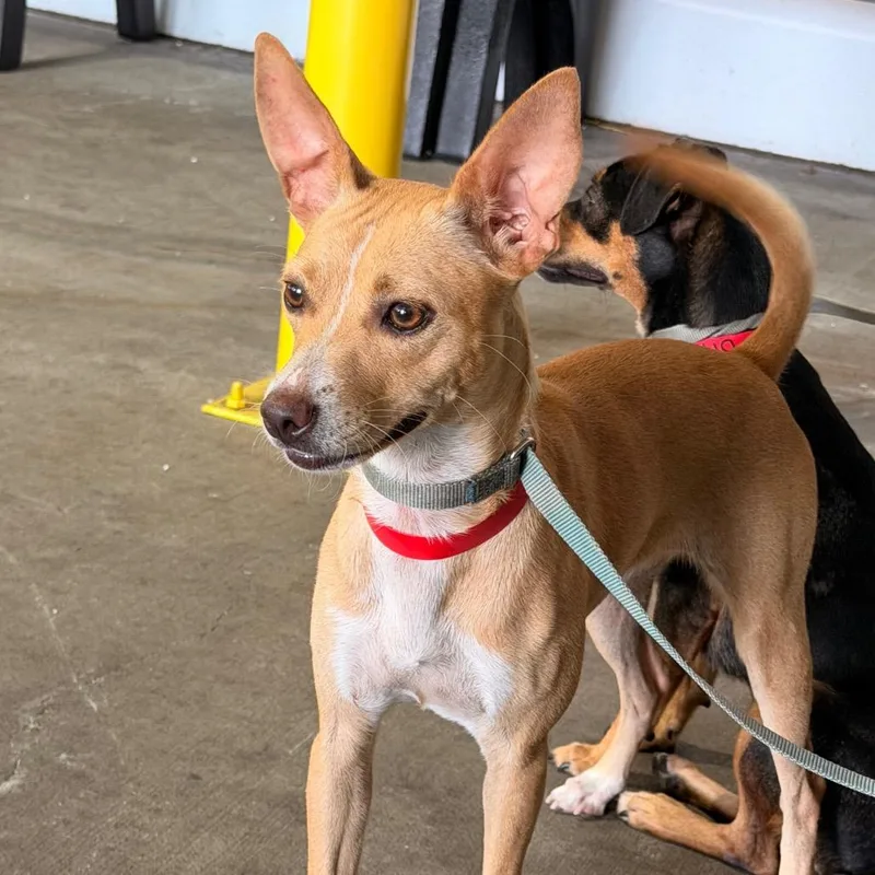A young small-sized female Yellow / Tan / Blond / Fawn Chihuahua dog named Lilac for adoption in Tampa, FL