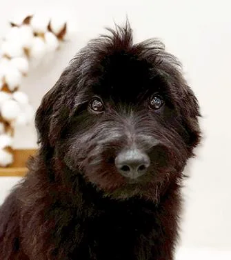 A young small-sized female Poodle dog named Poola for adoption in Castro Valley, CA