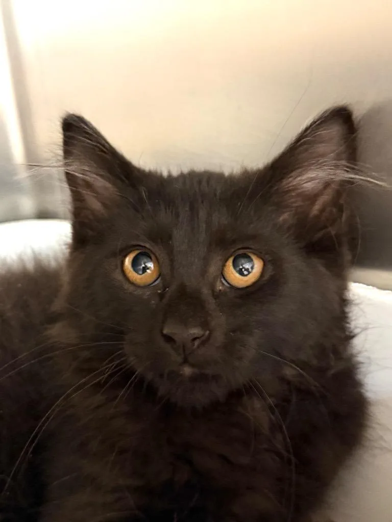A baby medium-sized female Domestic Long Hair cat named Paprika for adoption in Pomona, NY