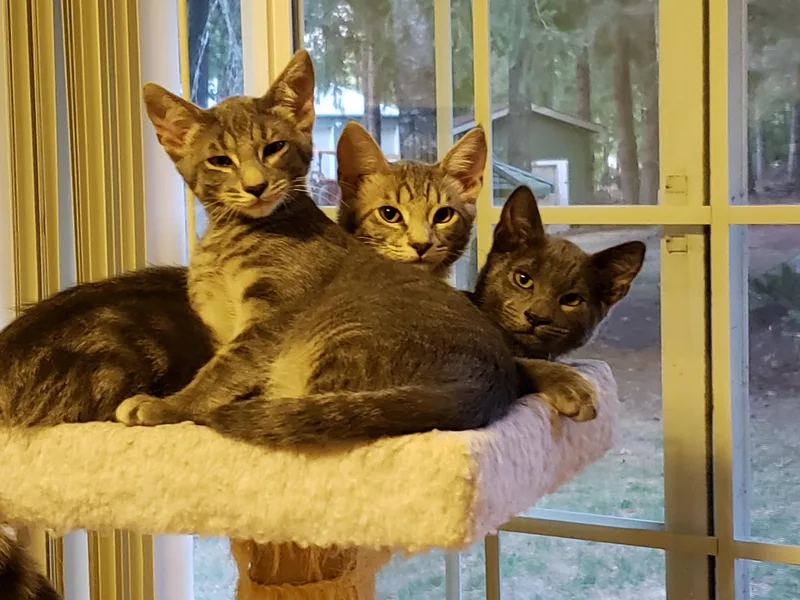 A baby medium-sized male Tabby (Gray / Blue / Silver) Domestic Short Hair cat named Dumpling for adoption in Rochester, WA