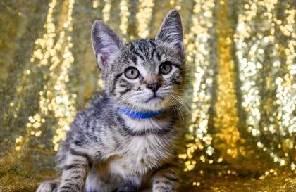 A baby small-sized male Domestic Short Hair cat named Sheldon for adoption in Yakima, WA