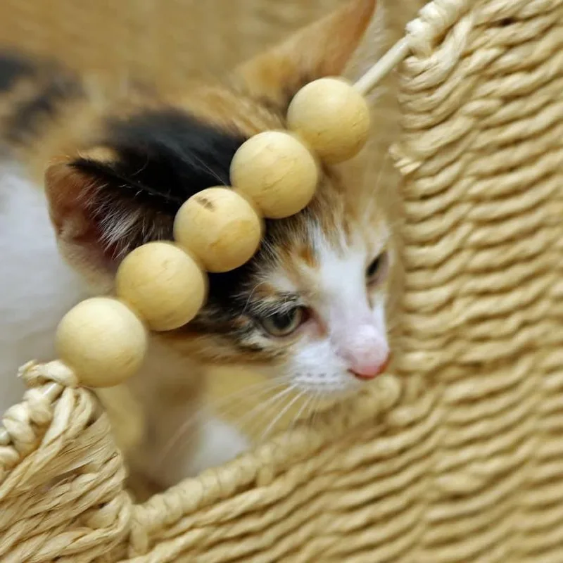 A baby small-sized female Calico Domestic Short Hair cat named Bethann for adoption in Houston, TX