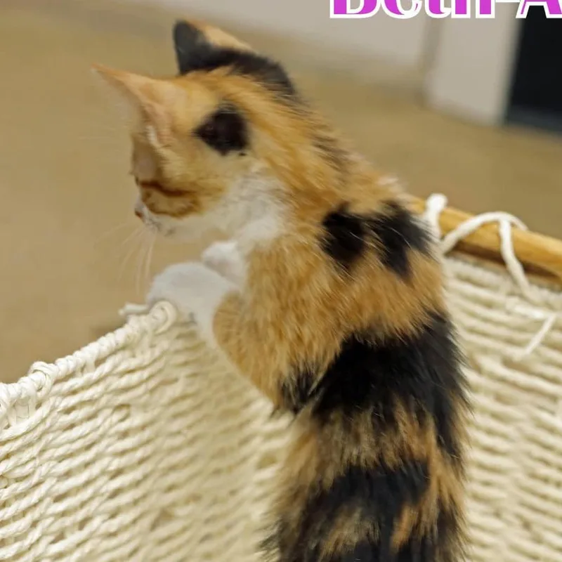Bethann thumbnail 4