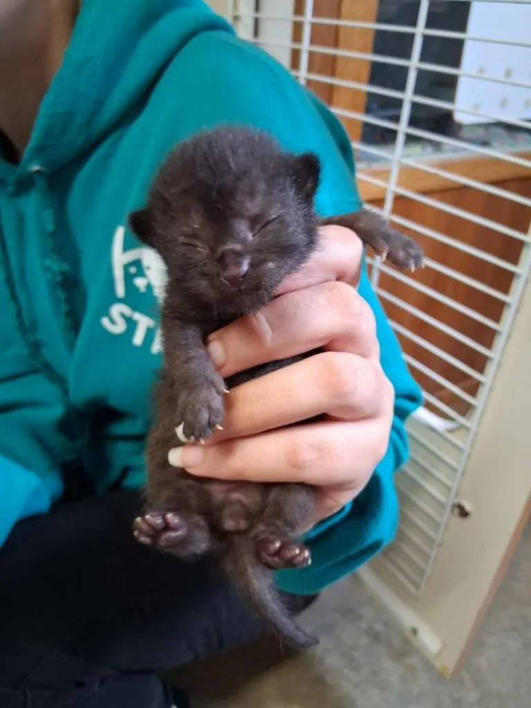 A baby small-sized male Domestic Short Hair cat named Clove for adoption in Hillsboro, OH