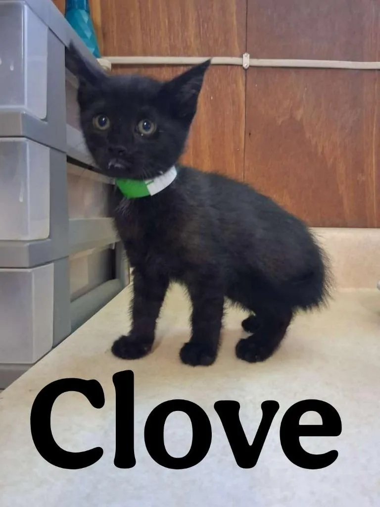 Clove thumbnail 2