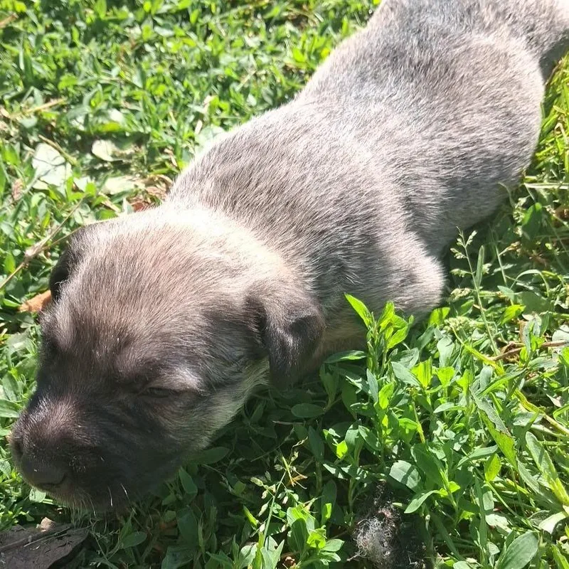 A baby large-sized female Black Shepherd dog named Rose for adoption in Branson, MO