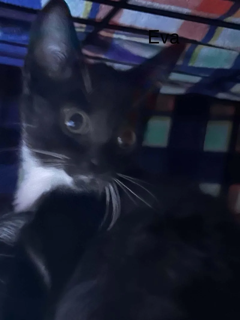 A baby medium-sized female Domestic Short Hair cat named Eva for adoption in hinckley, IL