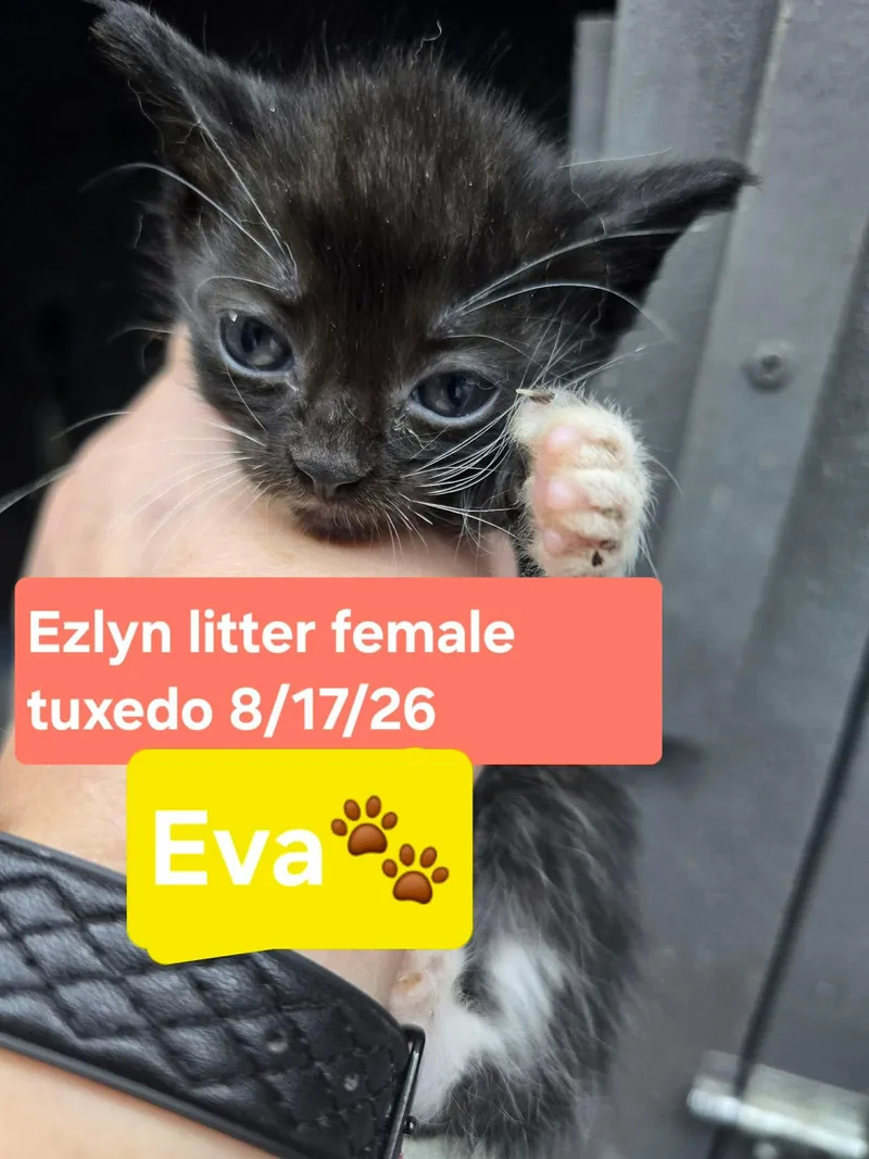 Eva thumbnail 2