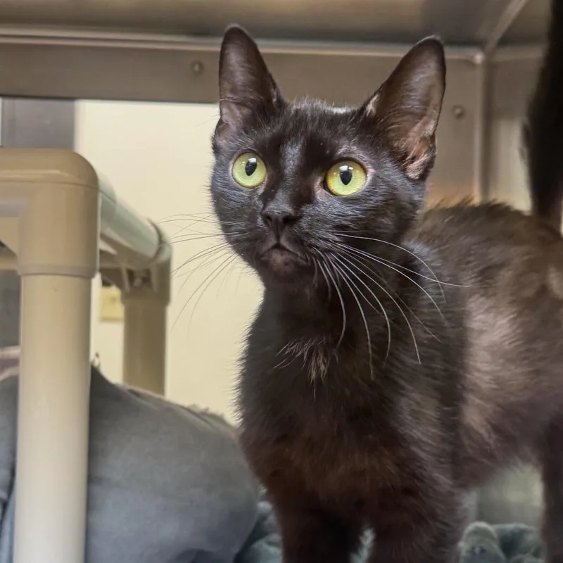 An adult medium-sized female Black Domestic Short Hair cat named Education Connection for adoption in York, PA