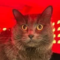 An adult medium-sized female Gray / Blue / Silver Domestic Medium Hair cat named Pebbles for adoption in New Fairfield, CT