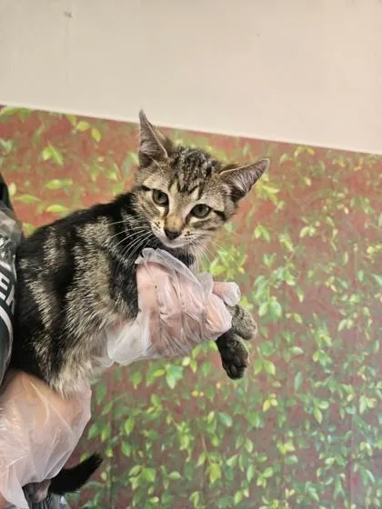 A young small-sized male Domestic Short Hair cat named Roy for adoption in San Antonio, TX