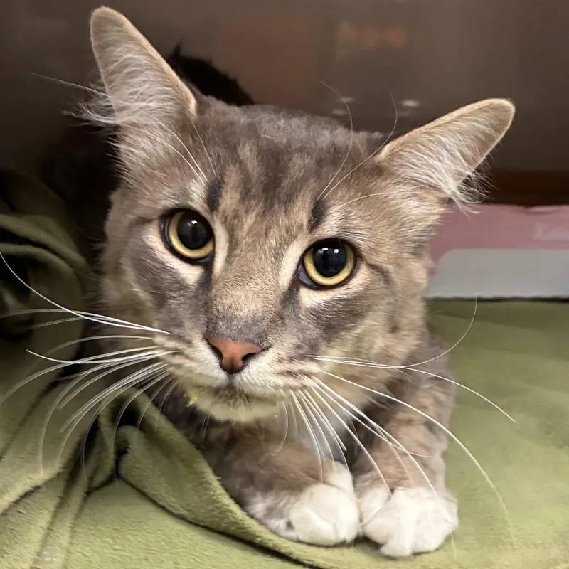 An adult medium-sized male Gray / Blue / Silver Domestic Short Hair cat named Socks for adoption in Yuma, AZ