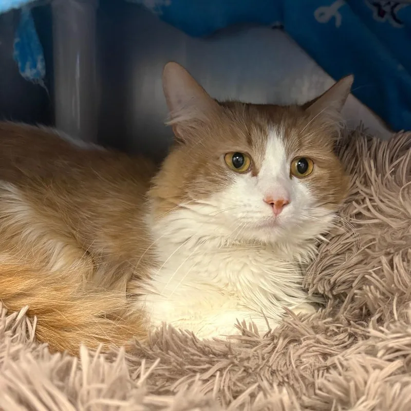 An adult medium-sized male Orange / Red Domestic Medium Hair cat named Steve for adoption in Brockton, MA